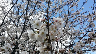 20140403.jpg